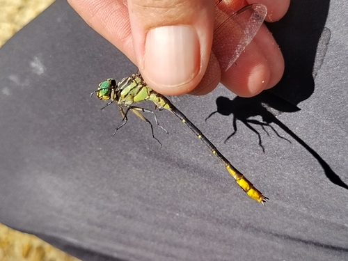 Laura's Clubtail photo 5