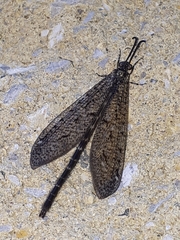 Brachynemurus nebulosus