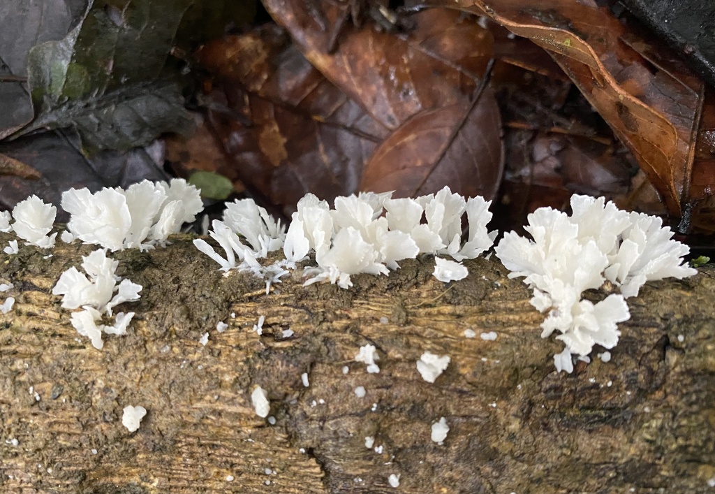 Irpex rosettiformis · July 2022 · photo: © heimatlos (iNaturalist, cc0)
