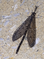 Brachynemurus nebulosus
