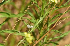 Conchylodes octonalis