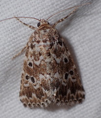 Alvaradoia disjecta