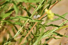 Conchylodes octonalis