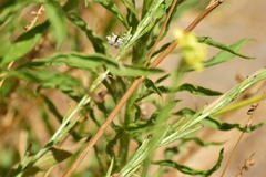 Conchylodes octonalis
