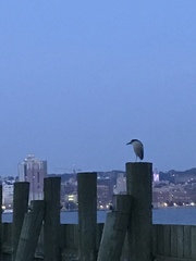 Nycticorax nycticorax
