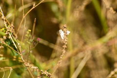 Conchylodes octonalis
