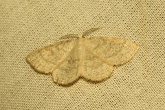 Cabera exanthemata