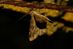 Peribatodes rhomboidaria