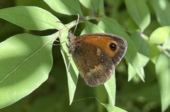 Pyronia tithonus