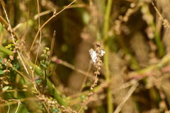 Conchylodes octonalis