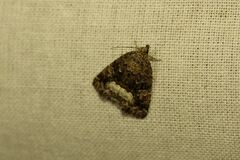 Deltote pygarga