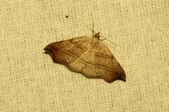 Laspeyria flexula