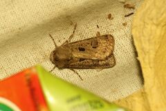 Agrotis bigramma