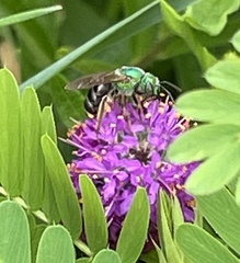 Agapostemon virescens