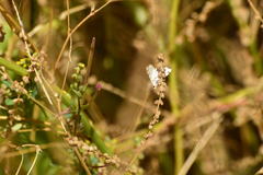 Conchylodes octonalis
