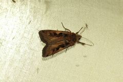 Xestia c-nigrum