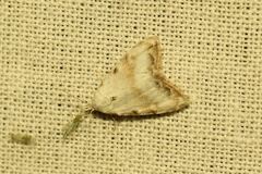 Nola cristatula