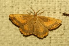 Angerona prunaria