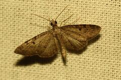 Eupithecia virgaureata