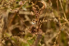 Conchylodes octonalis