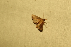 Mythimna turca