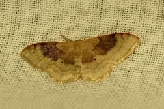 Idaea degeneraria