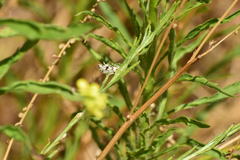 Conchylodes octonalis