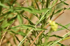Conchylodes octonalis