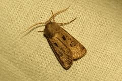 Agrotis bigramma
