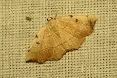 Eilicrinia trinotata