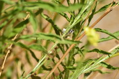 Conchylodes octonalis