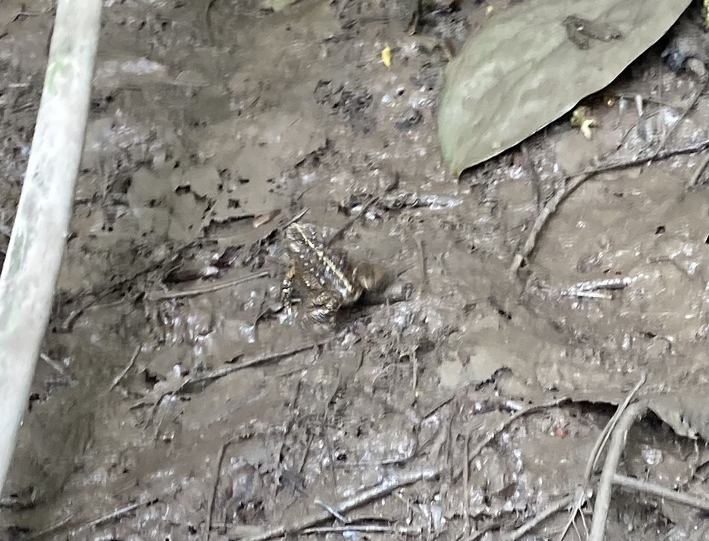 Tree Toad Bc Western Toad from Annacis Island, Delta, BC, CA on July 16, 2022 at 02: ...