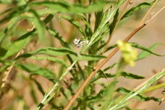 Conchylodes octonalis