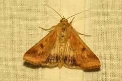 Helicoverpa armigera