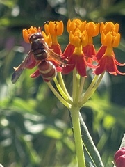 Euodynerus pratensis