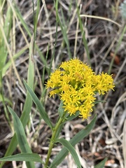 Solidago nana