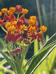 Euodynerus pratensis