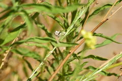 Conchylodes octonalis