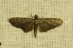 Eupithecia virgaureata