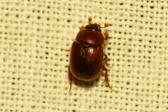 Ochodaeus chrysomeloides