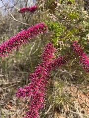 Hakea myrtoides
