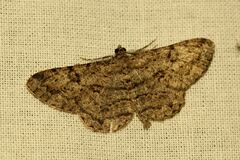 Peribatodes rhomboidaria
