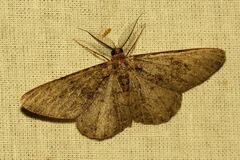 Hypomecis roboraria