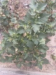 Solanum nigrum