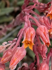 Dudleya pauciflora