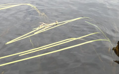 Sparganium fluctuans