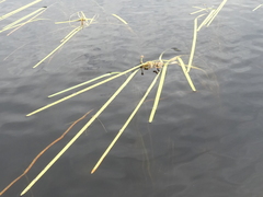 Sparganium fluctuans