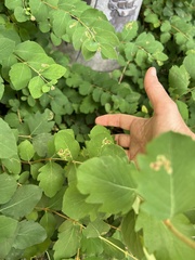 Aulagromyza luteoscutellata