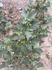 Solanum nigrum