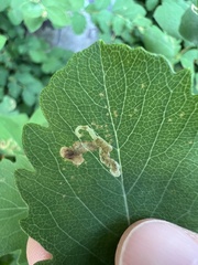 Aulagromyza luteoscutellata